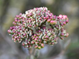 Viburnum carlcephalum